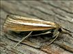 1303 (63.092) Agriphila selasella